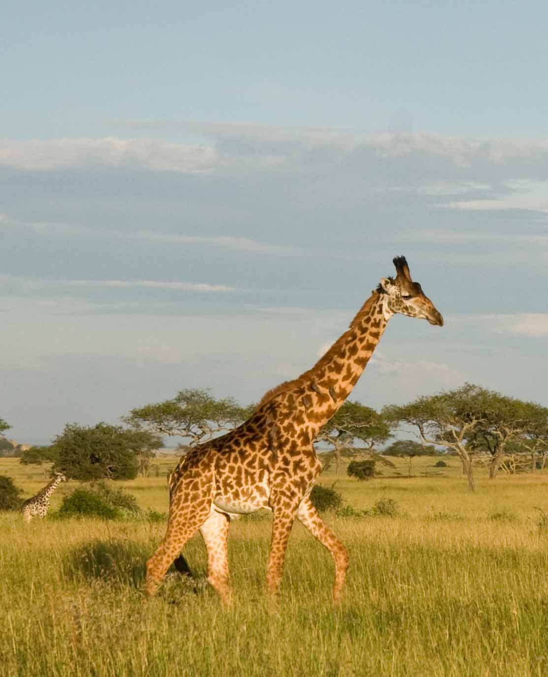 A Serengeti Morning, a Highland Evening