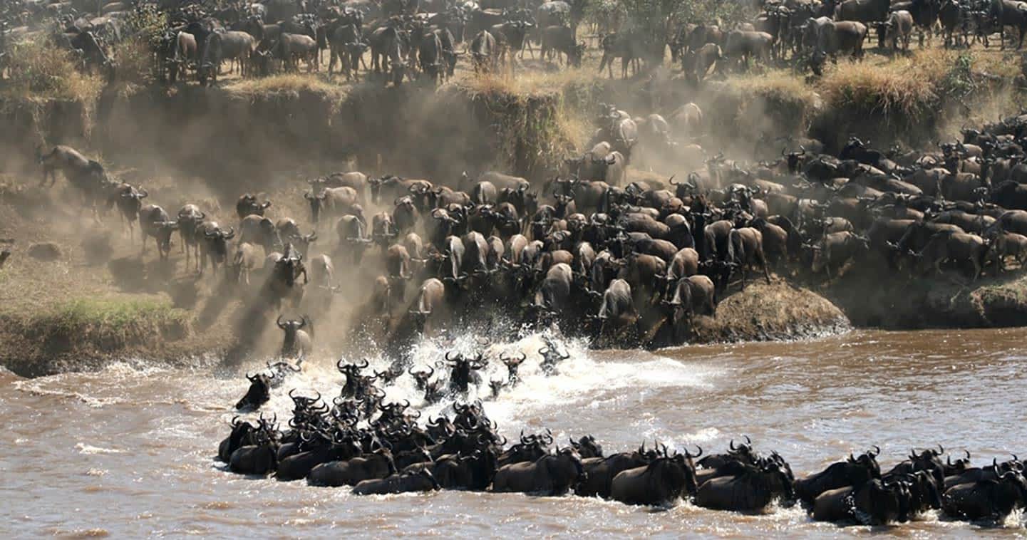 6-Day Ndutu Calving Season & Ngorongoro Private Safari photo