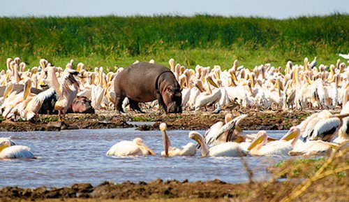 6-Day Tanzania Wildlife Panorama Private Safari photo