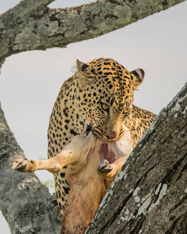 Serengeti to Ngorongoro - Crater Descent and Karatu Evening