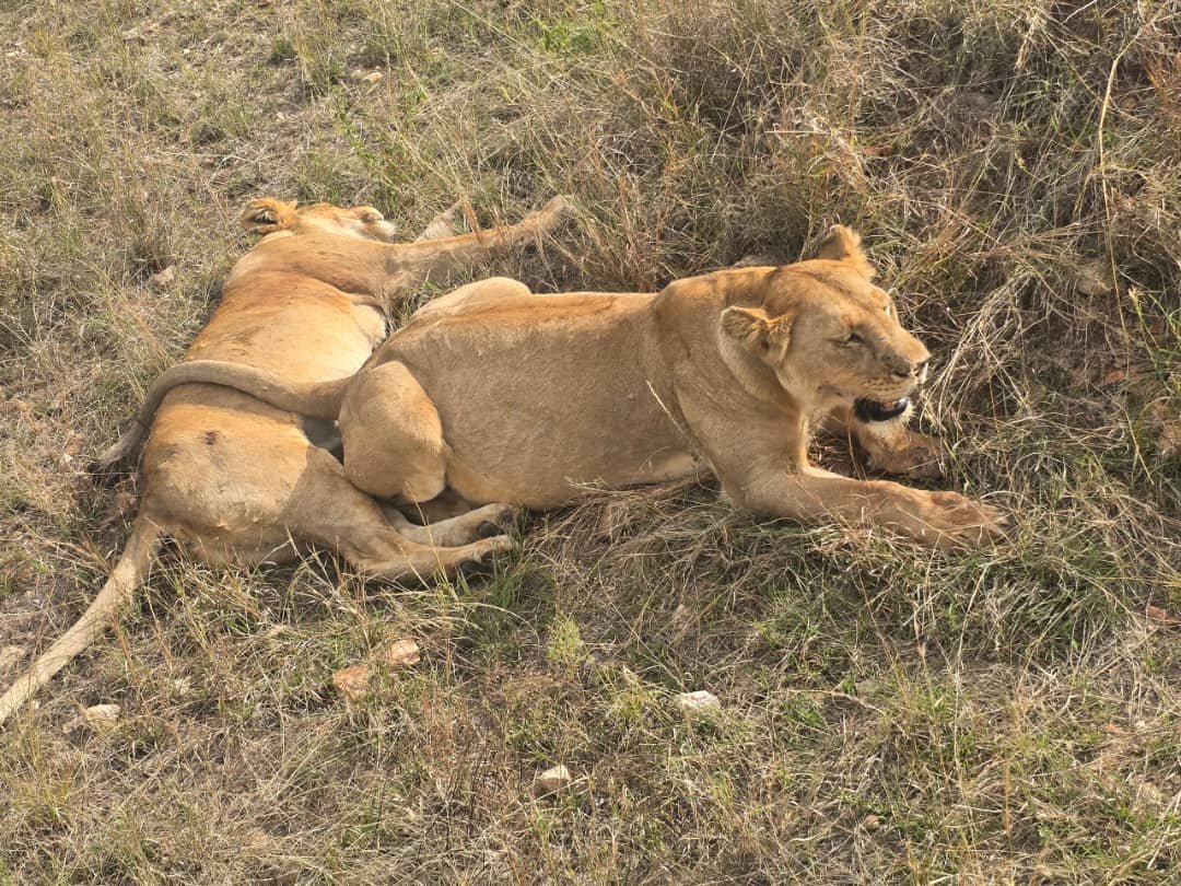 Ngorongoro Crater Safari and Lake Eyasi Sunset