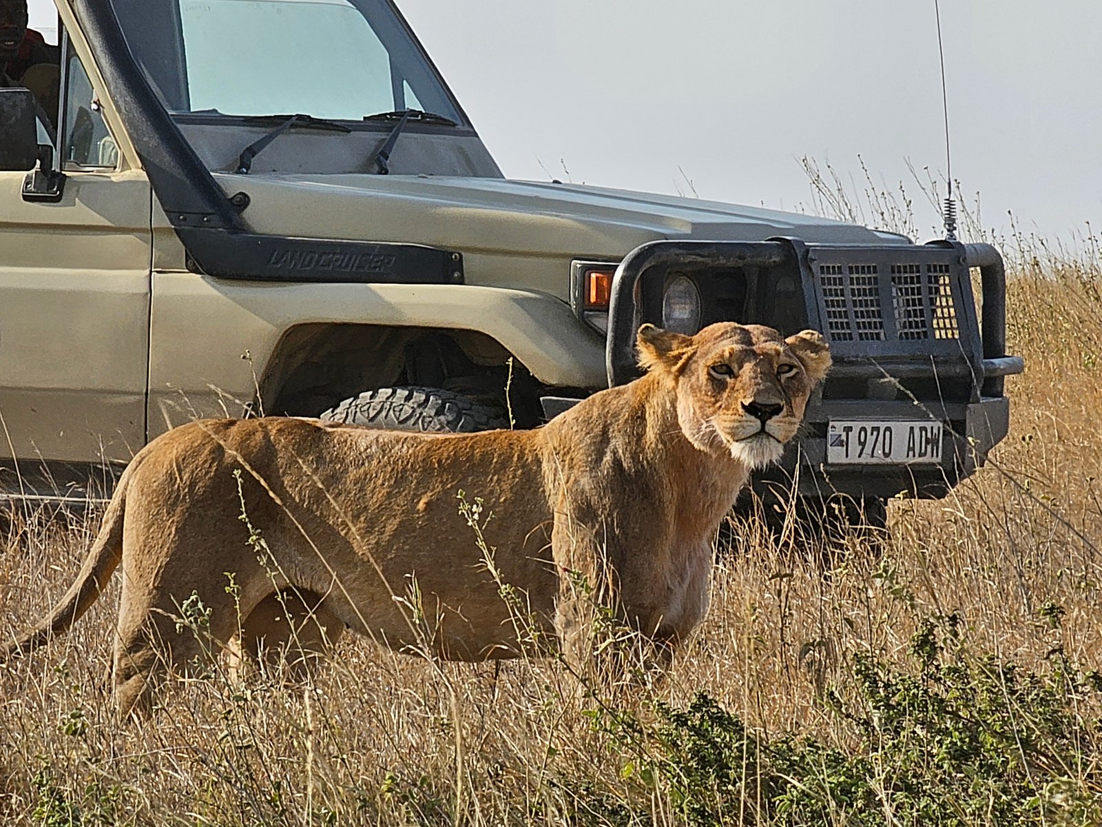 6-Day Grumeti Passage: Tarangire, Serengeti & Ngorongoro Private Safari photo