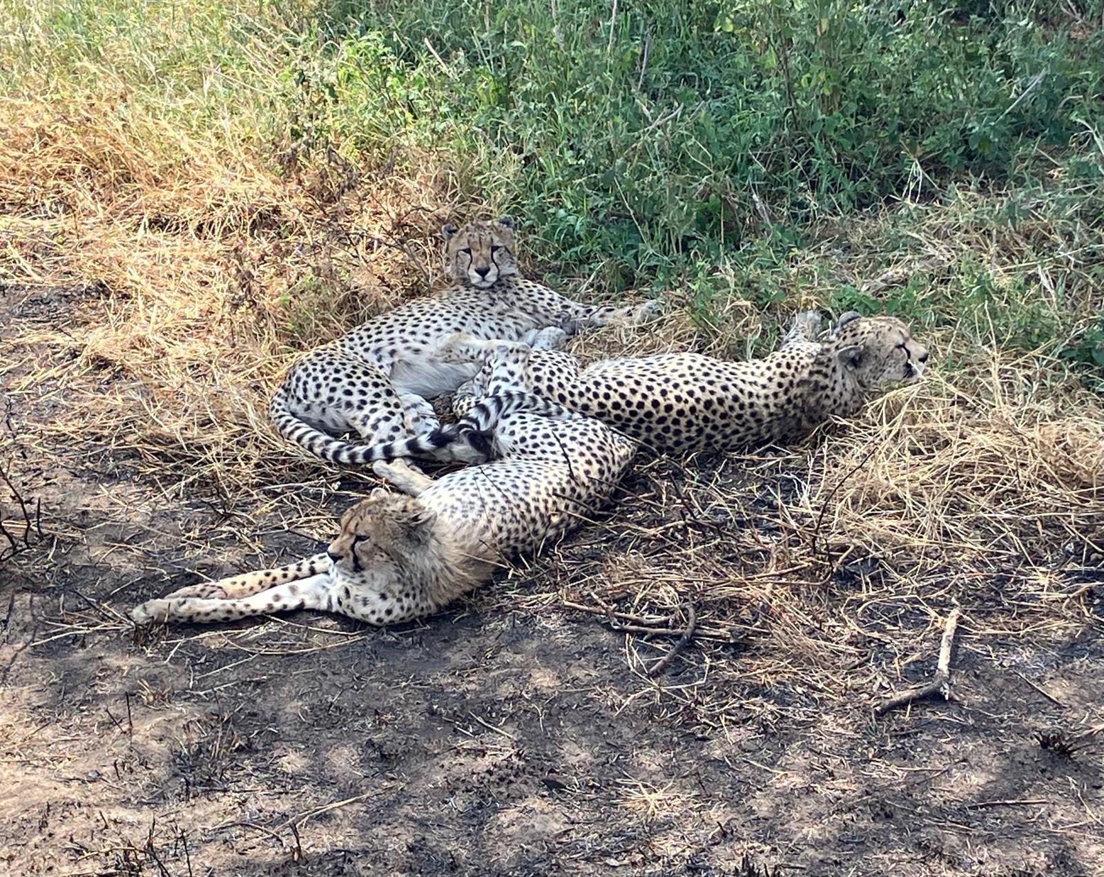 6-Day Grumeti Passage: Tarangire, Serengeti & Ngorongoro Private Safari photo