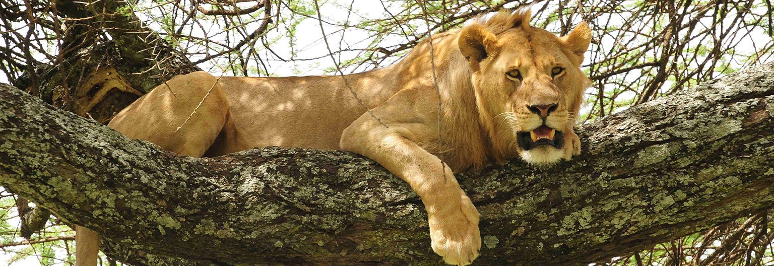 The Tree-Climbing Lions