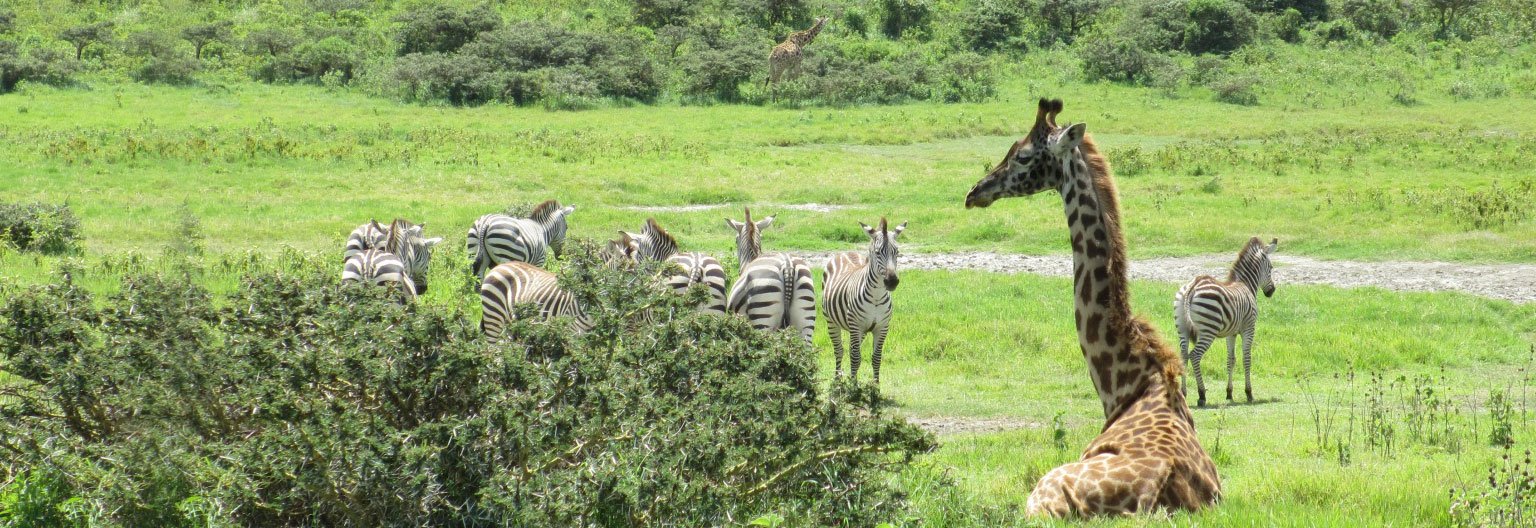 Private Safari