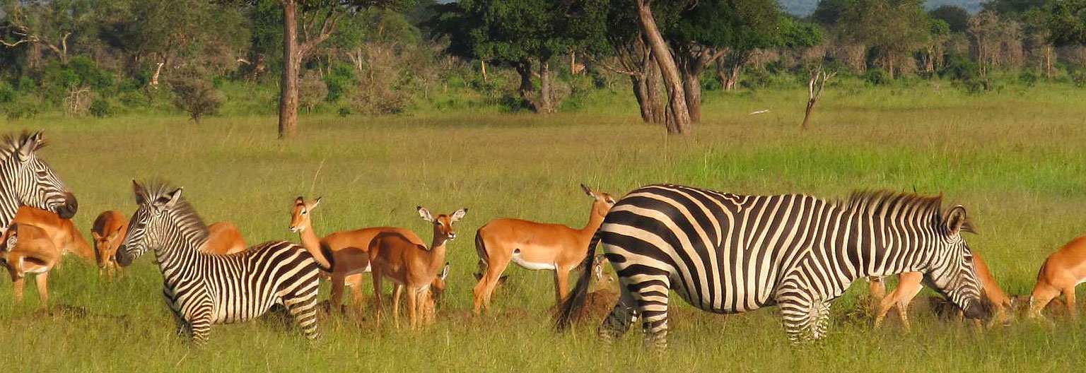 A Gentle Arrival Beside Lake Duluti