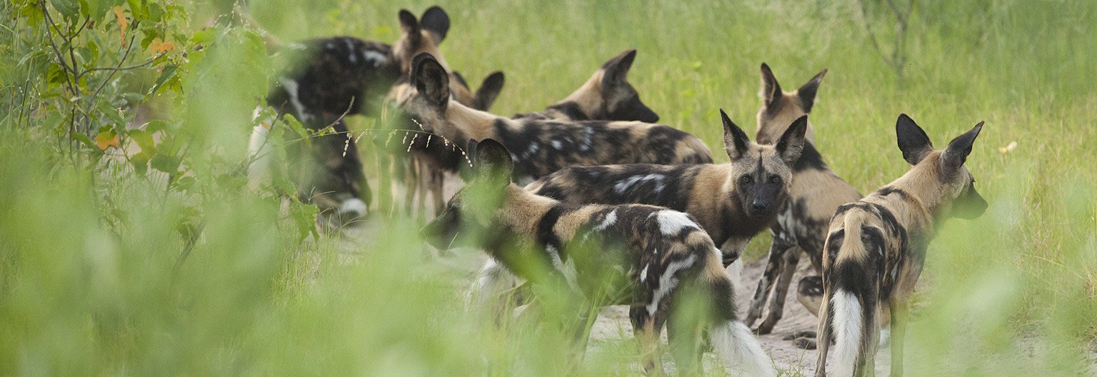 Western Dawn and a Return through Serengeti