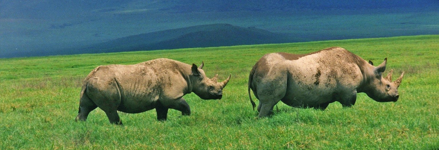 The Black Rhino of Ngorongoro