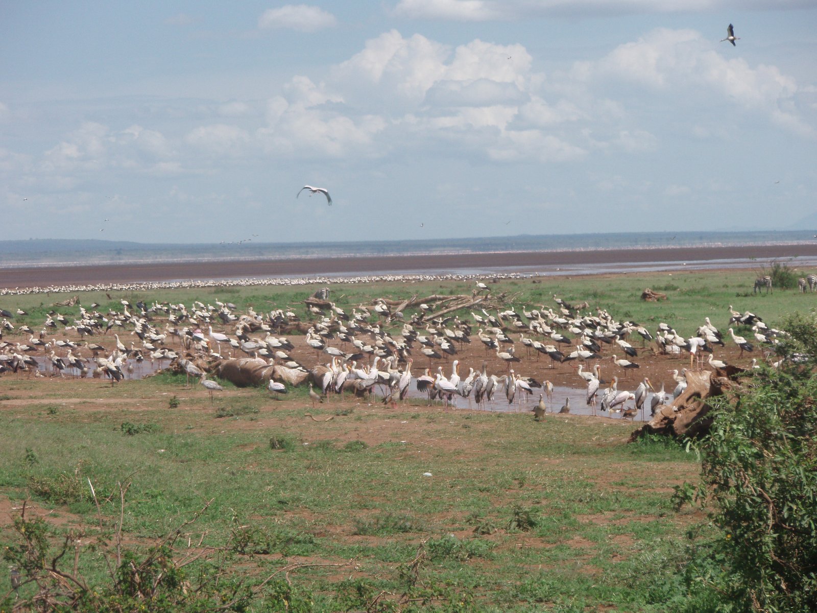 Lake Manyara & Farewell - Forest, Flamingos and the Flight Home