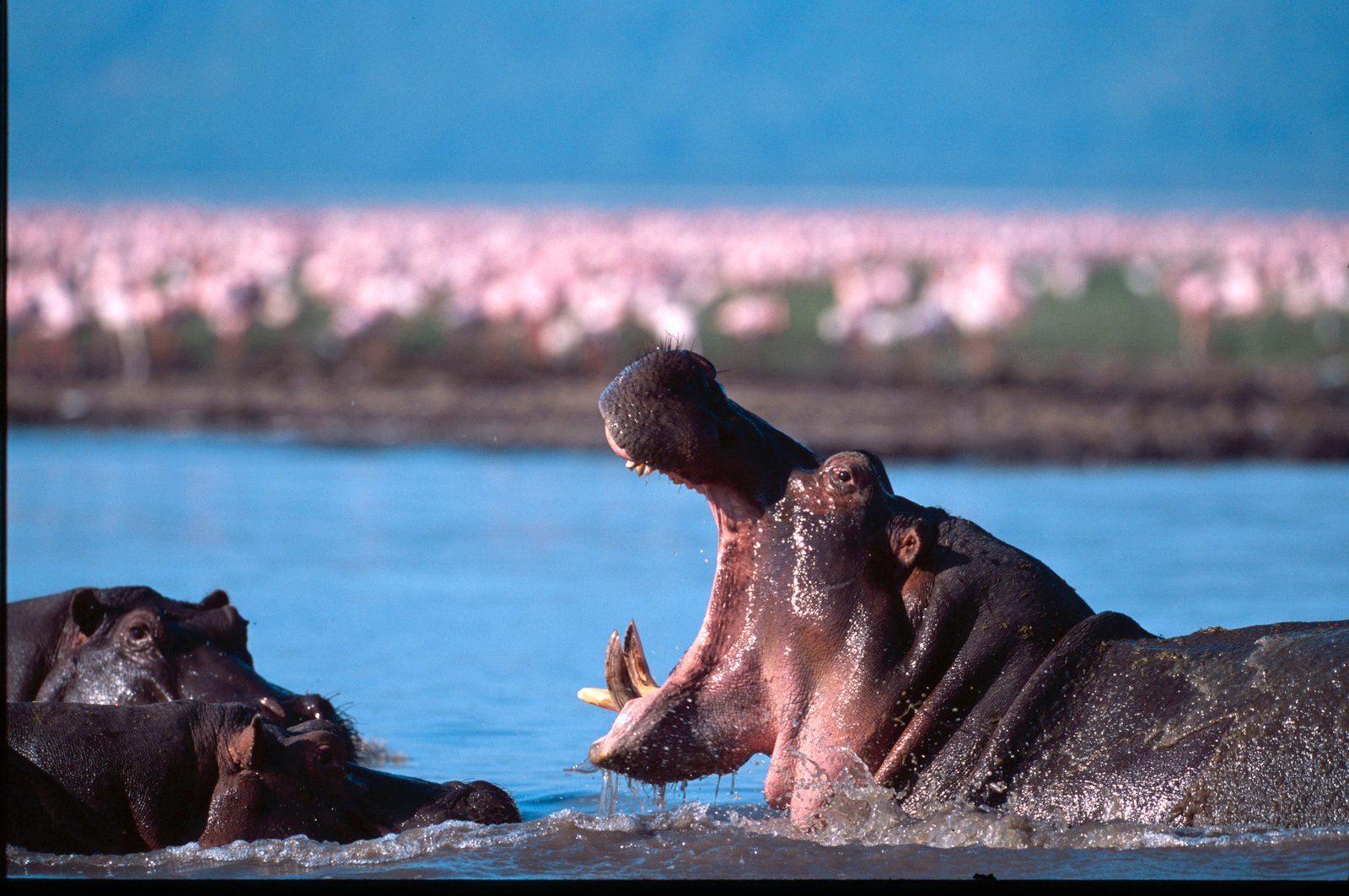 11-Day Serengeti & Zanzibar Private Safari Escape photo