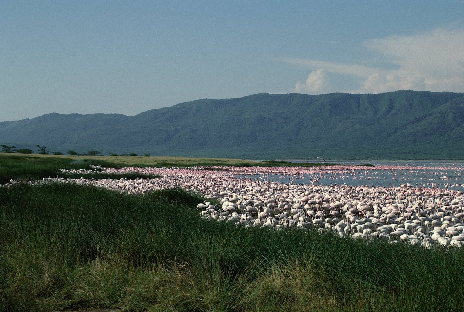 11-Day Serengeti & Zanzibar Private Safari Escape photo