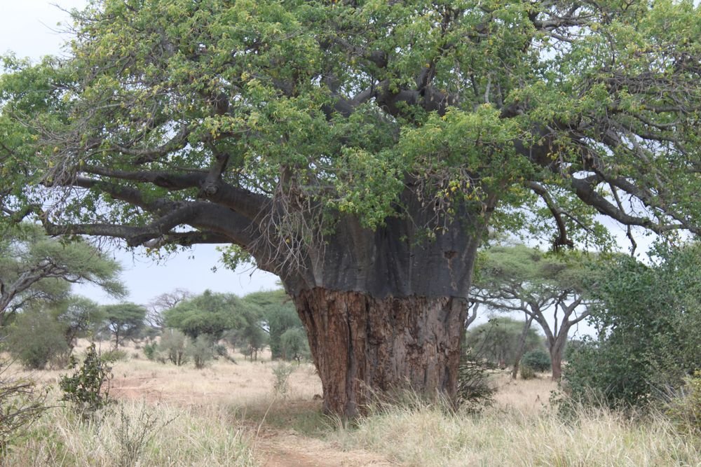 Central Serengeti - Wildlife, Light and Time Together