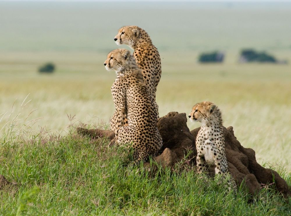 6-Day Grumeti Passage: Tarangire, Serengeti & Ngorongoro Private Safari photo