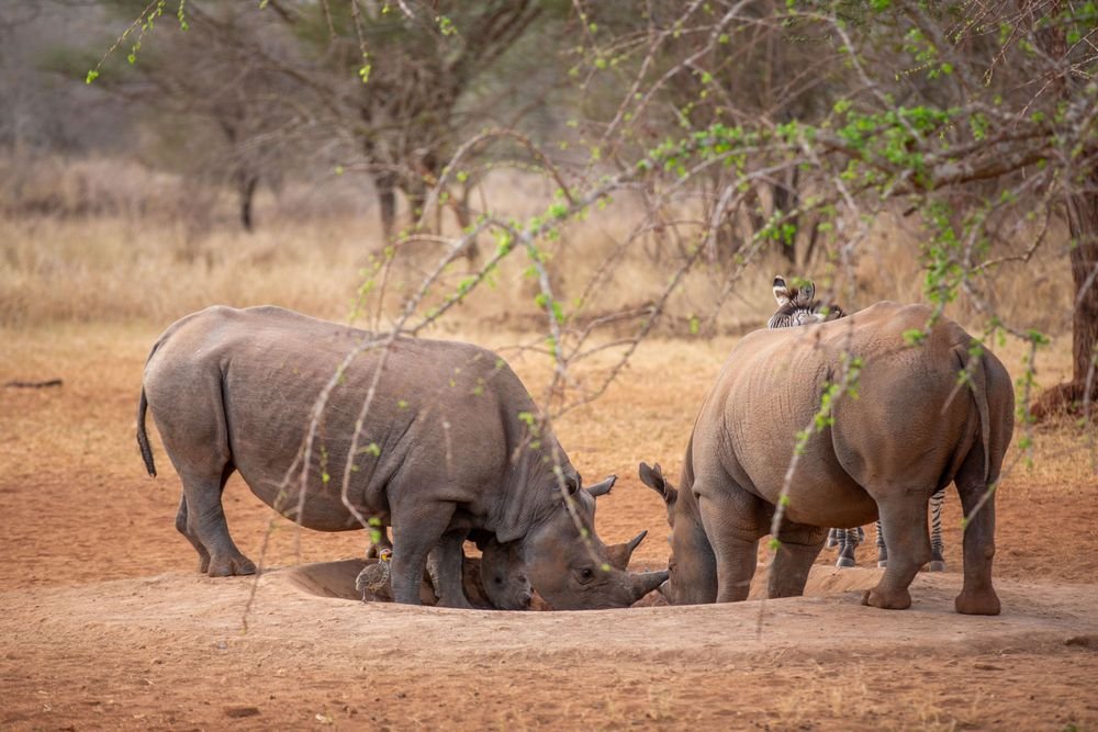 Across the Highlands to Central Serengeti