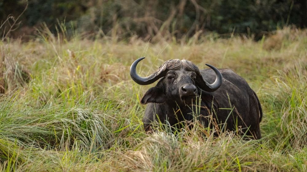 Baobab Country - Tarangire Elephants and Rift Valley Highlands