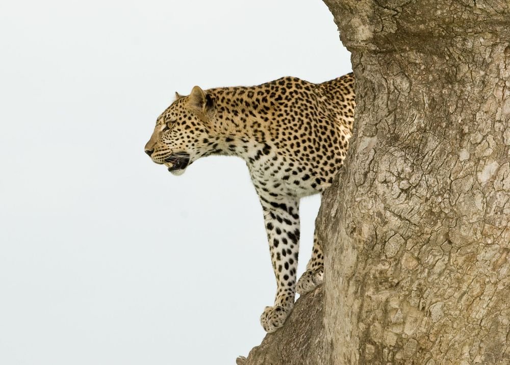 6-Day Grumeti Passage: Tarangire, Serengeti & Ngorongoro Private Safari photo