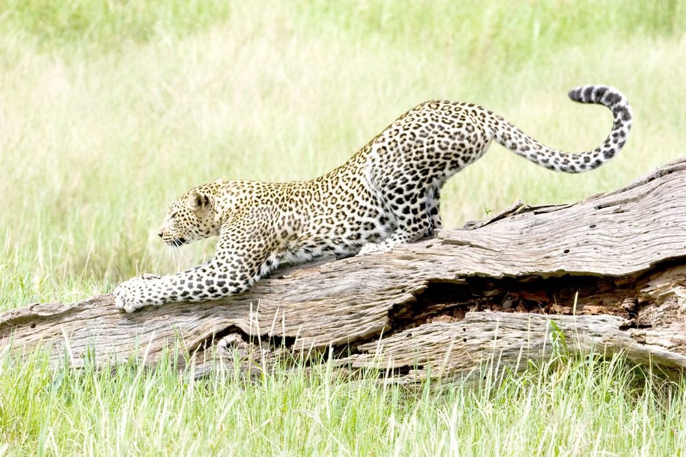 6-Day Ndutu Calving Season & Ngorongoro Private Safari photo