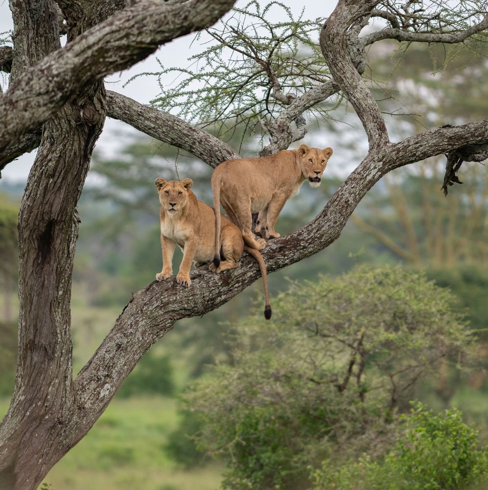 6-Day Tanzania Signature Private Camping Safari: Manyara, Serengeti, Ngorongoro & Tarangire photo