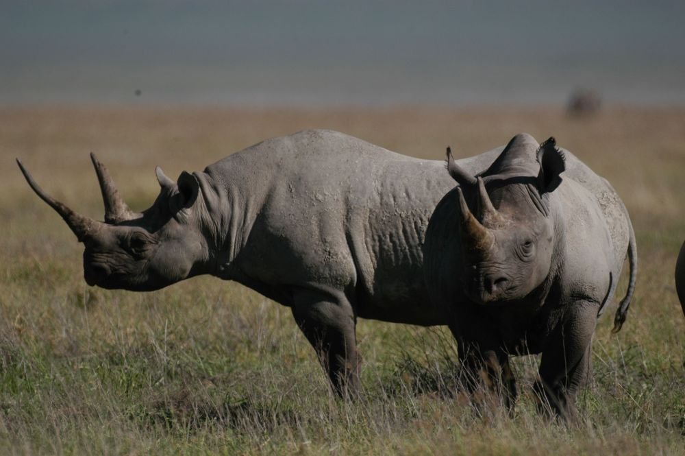 Full-Day Ndutu Calving Plains - Flexible Wildlife and Photography