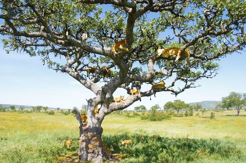 Rift Valley Forests and Lake Manyara