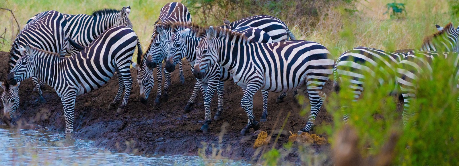 Lake Manyara and the Flight to Zanzibar