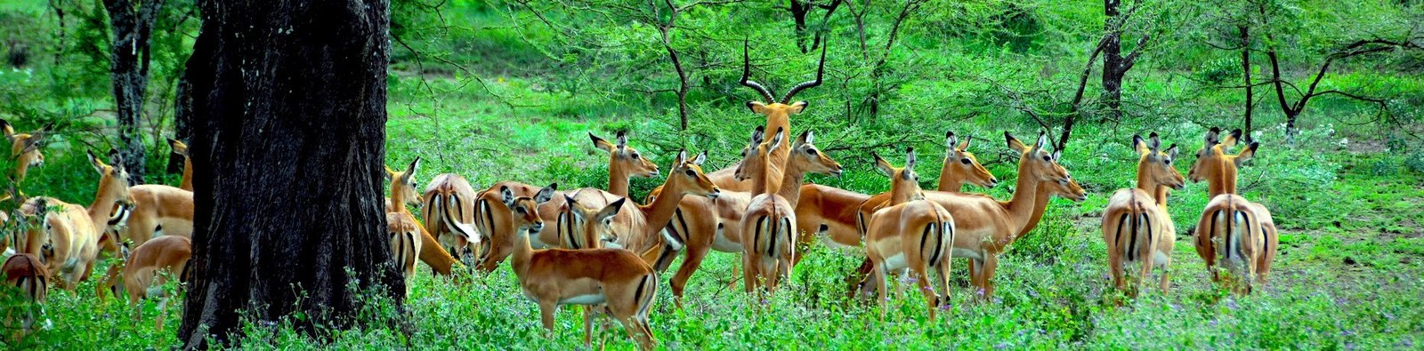 Baobabs, Elephants and the Tarangire River