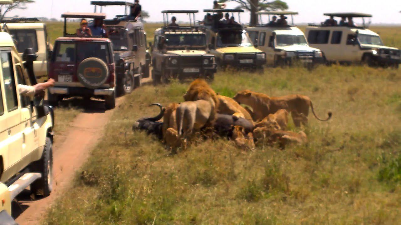 A Full Day in the Mara River Ecosystem