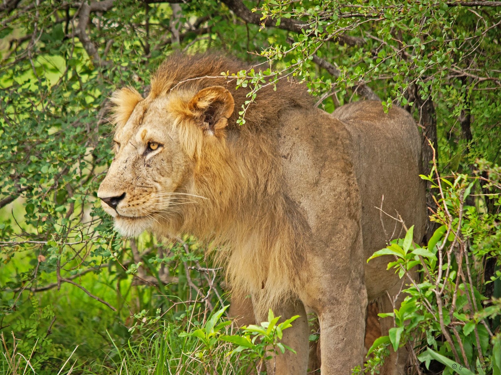 6-Day Grumeti Passage: Tarangire, Serengeti & Ngorongoro Private Safari photo