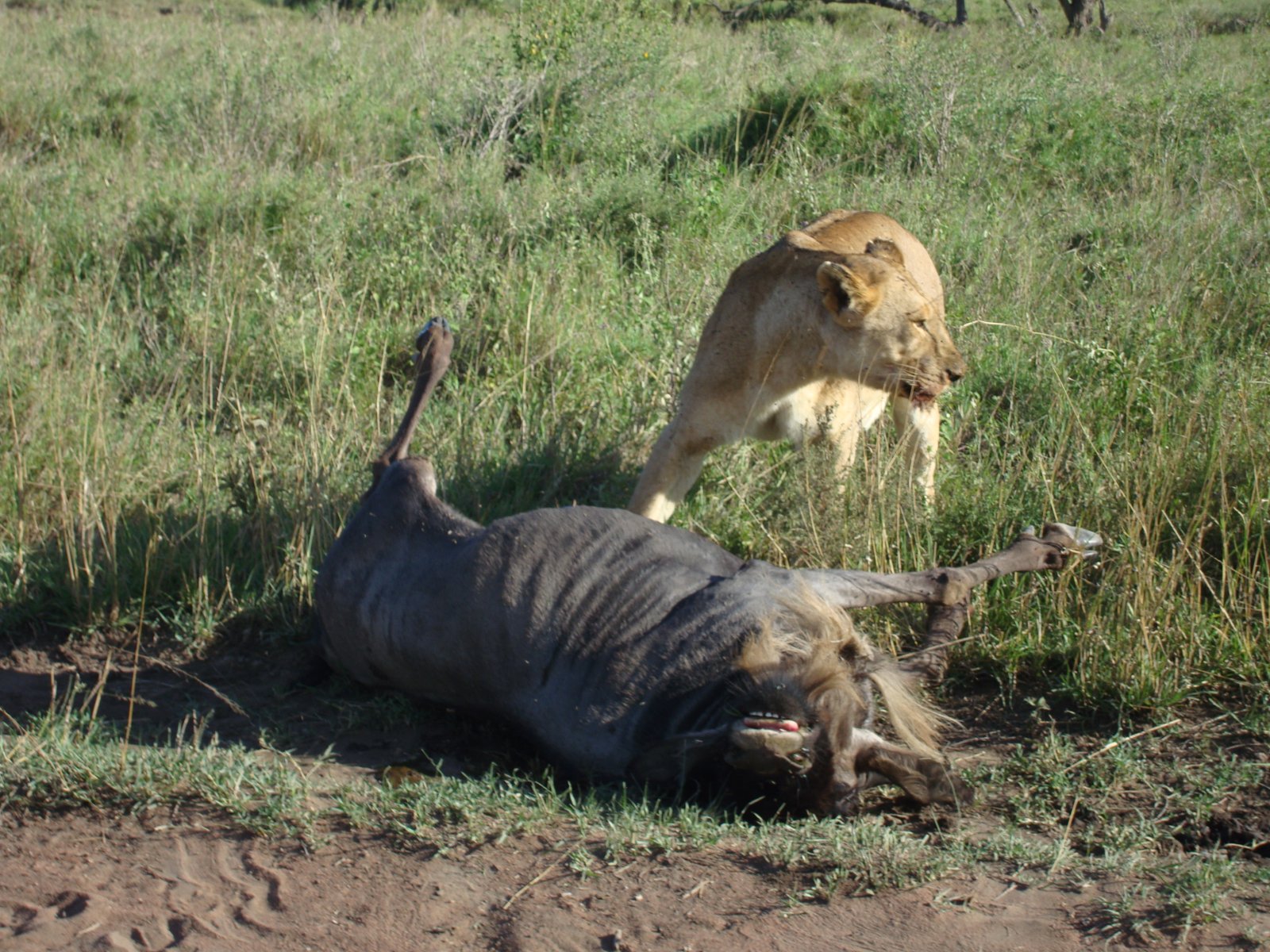 Across the Highlands to Central Serengeti