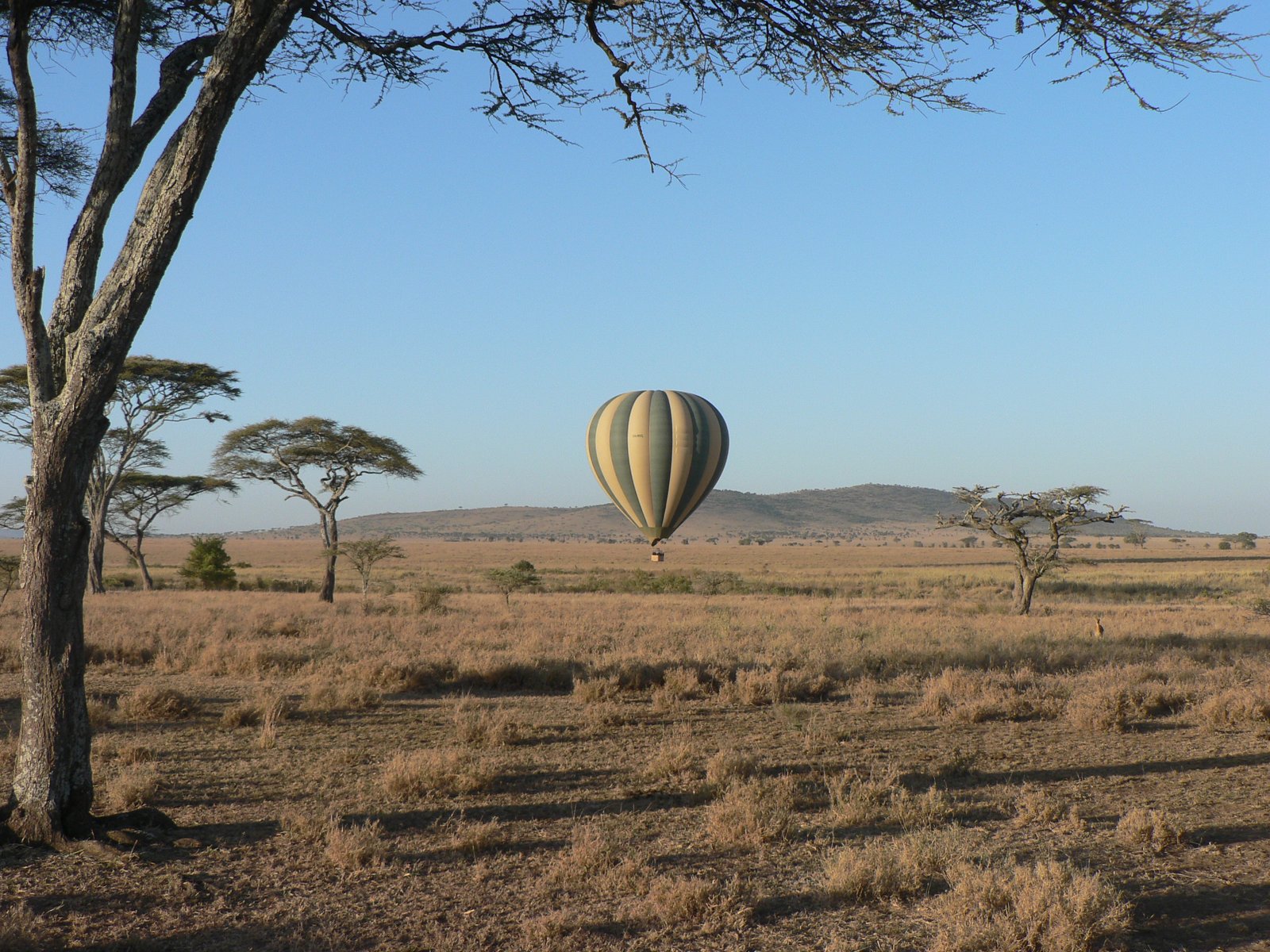 8-Day Serengeti Migration Seasons & Ngorongoro Private Safari photo