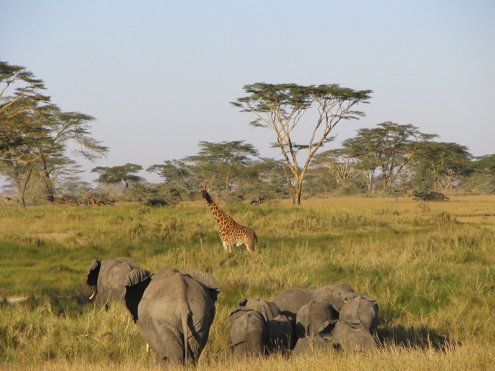 6-Day Tanzania Luxury Honeymoon Safari: Tarangire, Serengeti & Ngorongoro photo