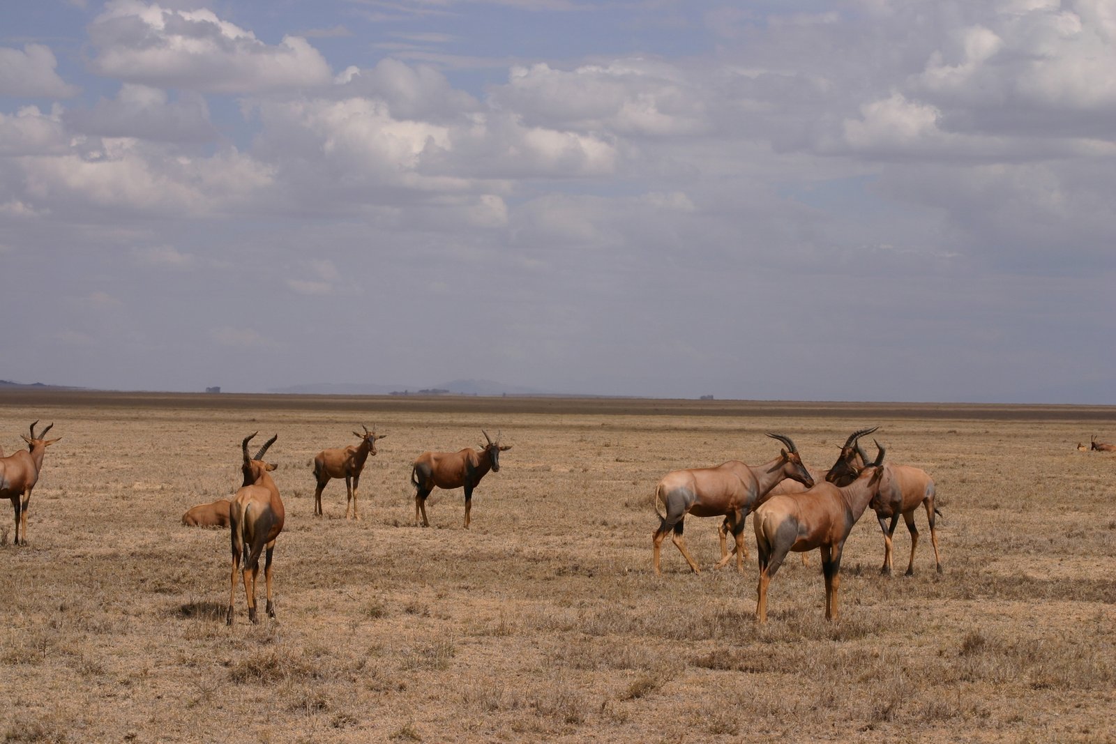 Shared Group Safari