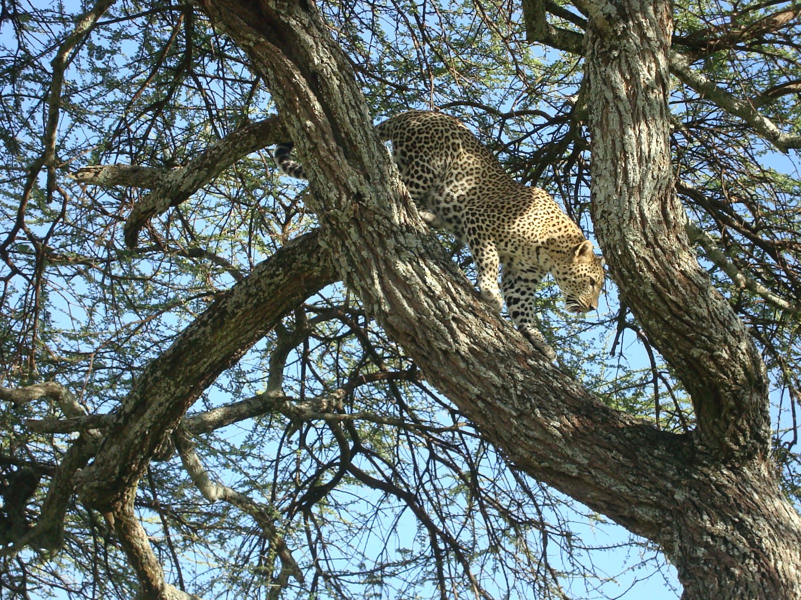 Island to Plains - Flying Into the Serengeti