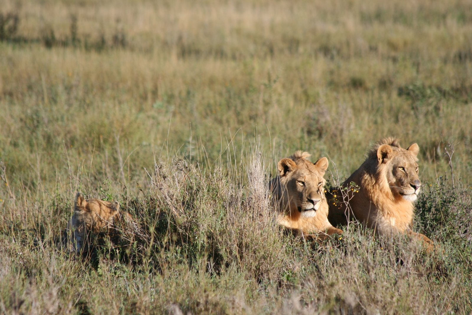 Across the Highlands to Ndutu - Into the Southern Serengeti Ecosystem