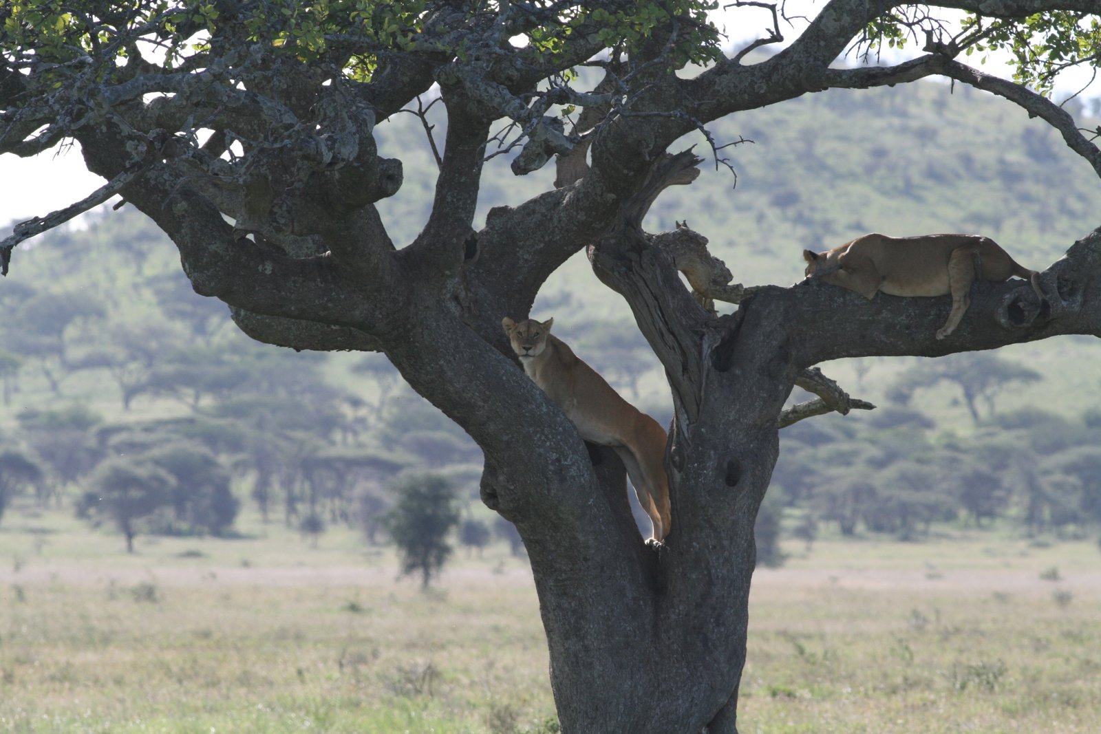 8-Day Serengeti Migration Seasons & Ngorongoro Private Safari photo