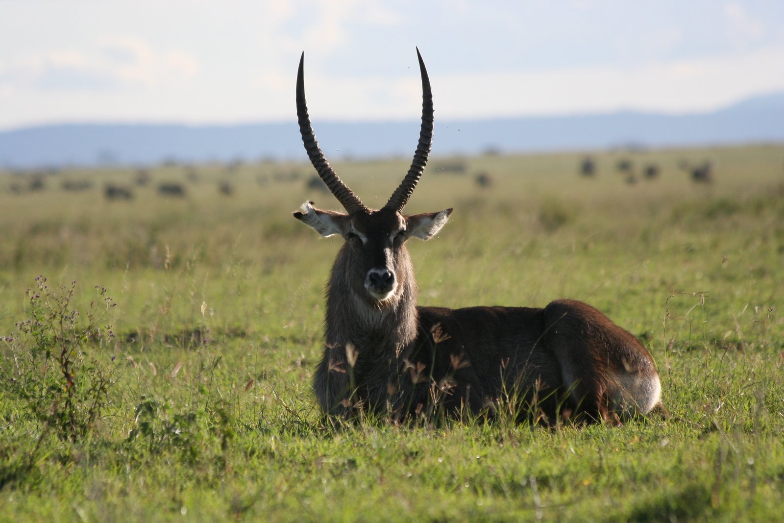 Across the Highlands to the Endless Serengeti Plains