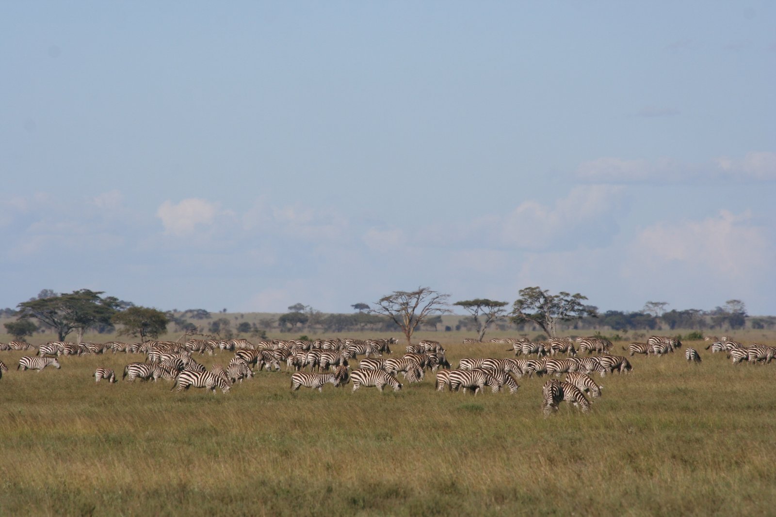 Across the Ngorongoro Highlands to the Serengeti Plains