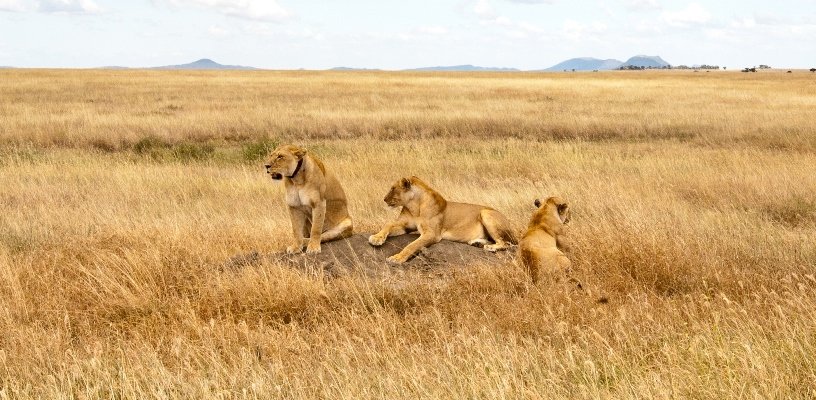 Northbound Through the Serengeti to the Mara River Country