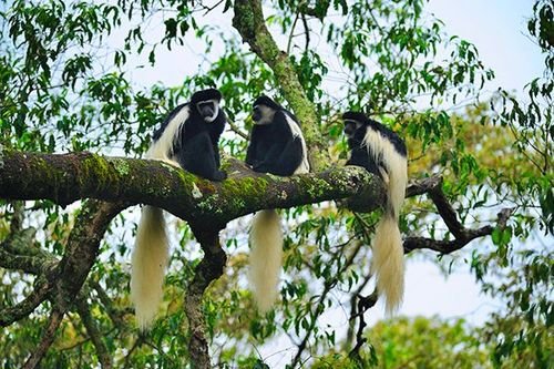 Baobabs and Elephant Country - Tarangire
