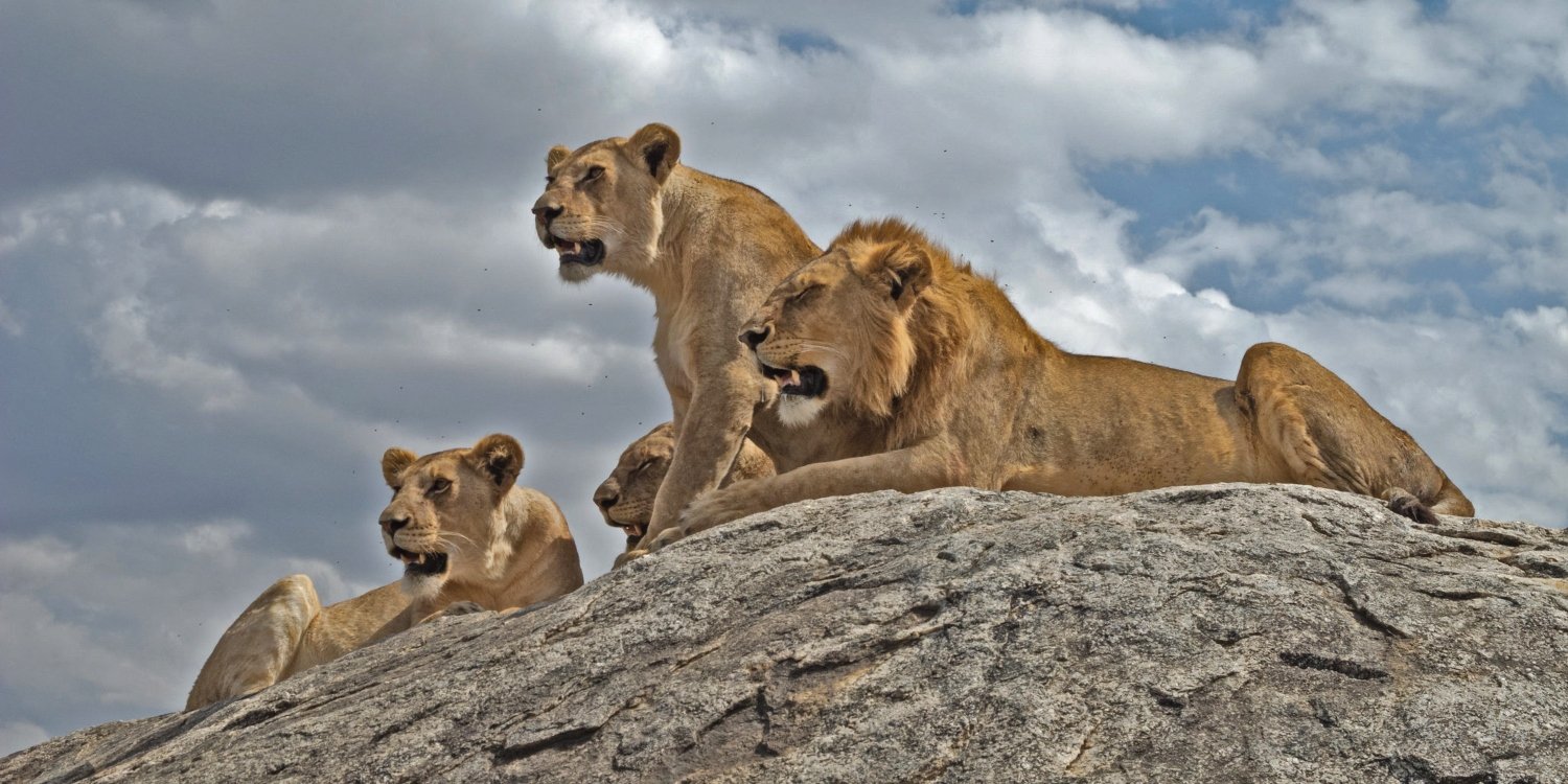 Nyerere National Park (Selous)